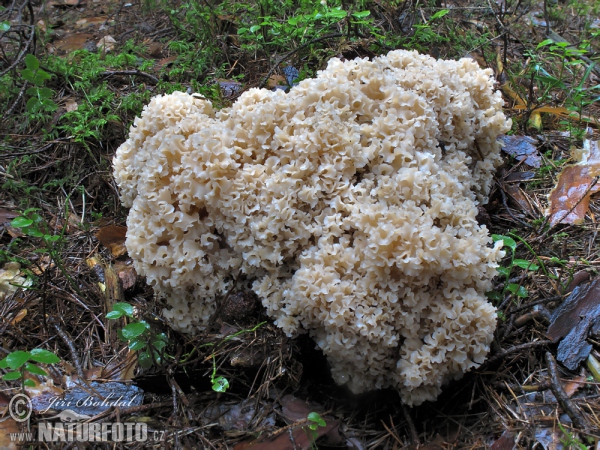 Krause Glucke (Sparassis crispa)