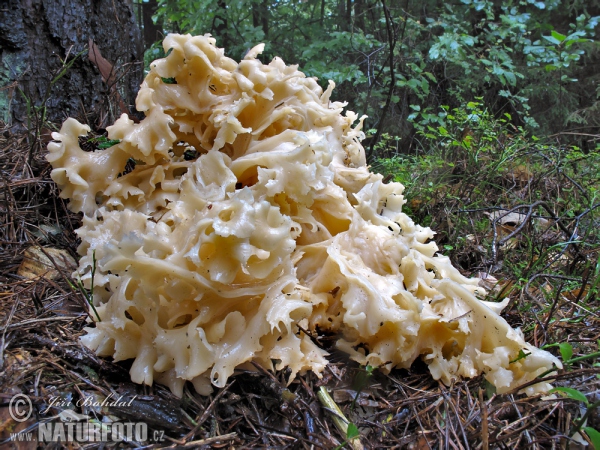 Krause Glucke (Sparassis crispa)