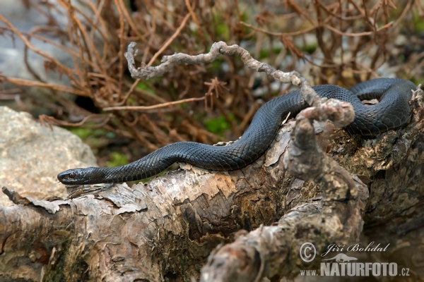 Kreuzotter (Vipera berus)