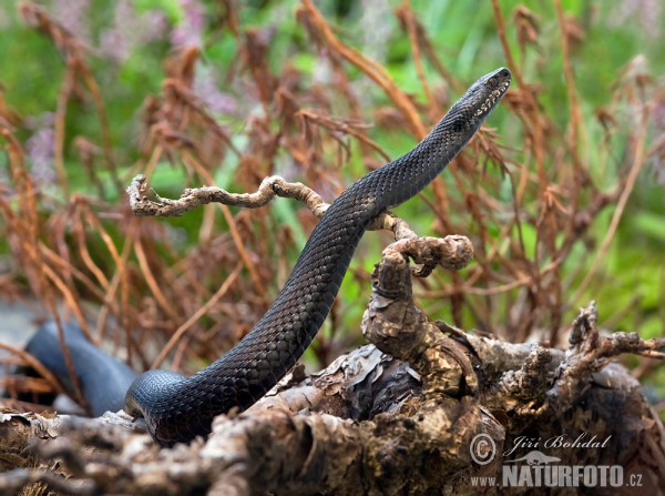 Kreuzotter (Vipera berus)