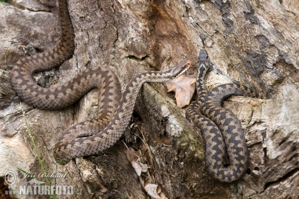 Kreuzotter (Vipera berus)