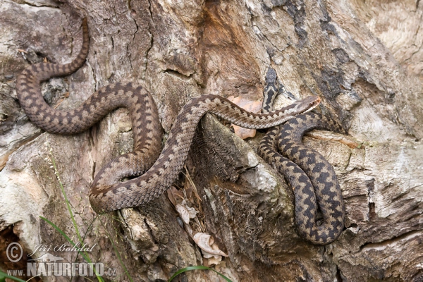 Kreuzotter (Vipera berus)