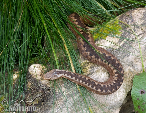 Kreuzotter (Vipera berus)