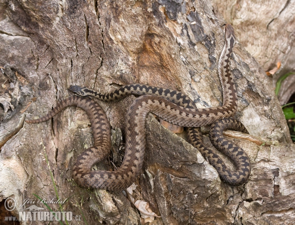 Kreuzotter (Vipera berus)