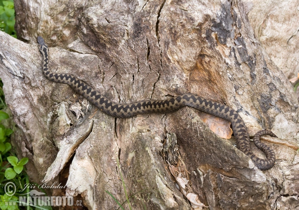 Kreuzotter (Vipera berus)