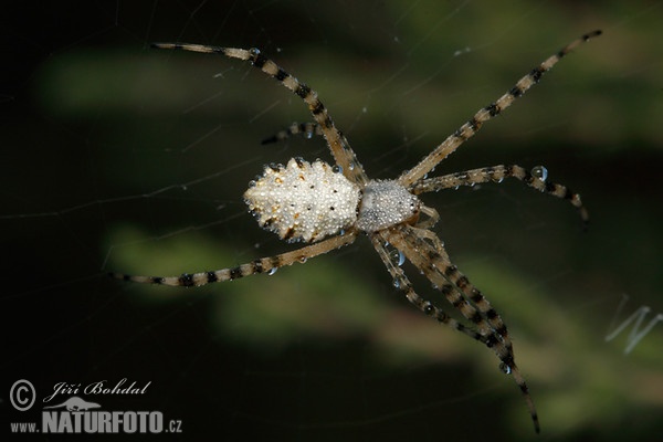 Kreuzspinne (Argiope lobata)