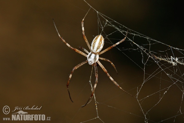 Kreuzspinne (Argiope lobata)