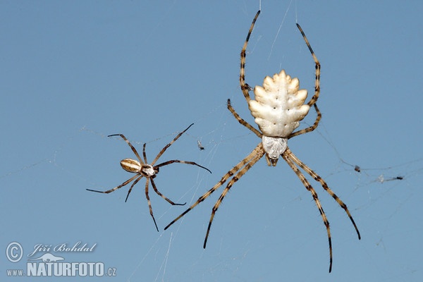 Kreuzspinne (Argiope lobata)