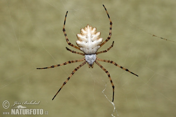 Kreuzspinne (Argiope lobata)