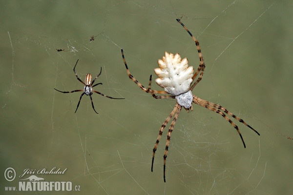 Kreuzspinne (Argiope lobata)