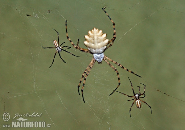 Kreuzspinne (Argiope lobata)