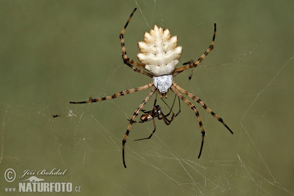 Kreuzspinne (Argiope lobata)