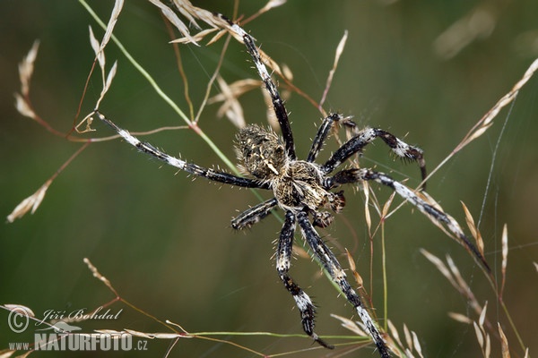 Kreuzspinne (Araneus saevus)