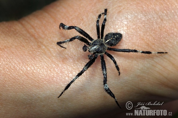 Kreuzspinne (Araneus saevus)