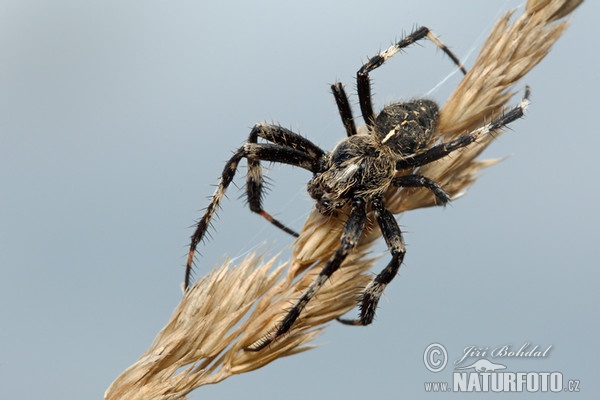 Kreuzspinne (Araneus saevus)