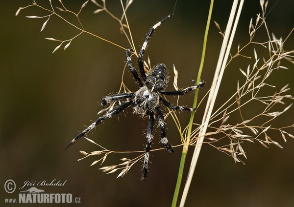 Kreuzspinne (Araneus saevus)