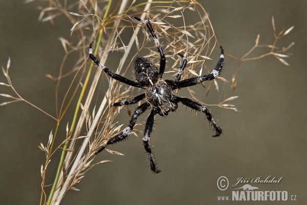 Kreuzspinne (Araneus saevus)