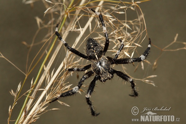 Kreuzspinne (Araneus saevus)