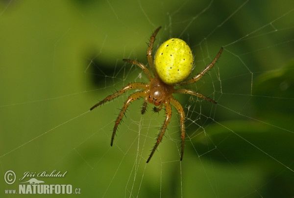 Kürbisspinne (Araniella cucurbitina)