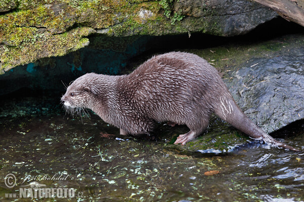 Kurzkrallenotter (Aonyx cinerea)