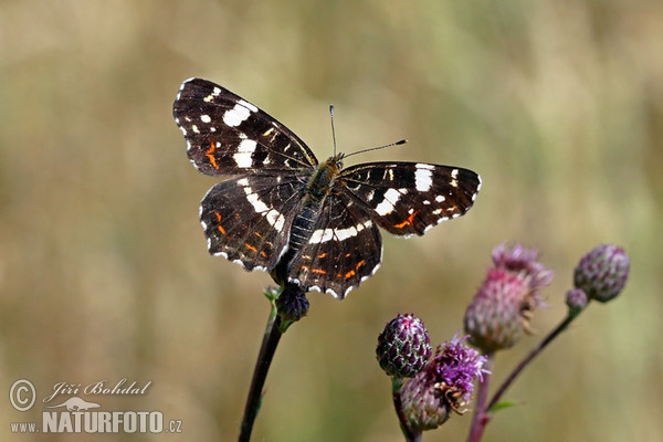 Landkärtchen (Araschnia levana levana f. prorsa)