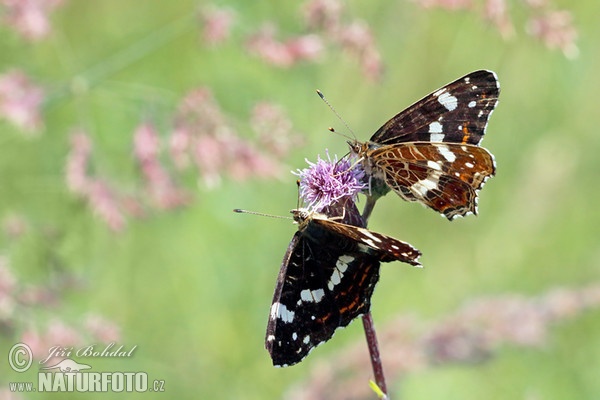 Landkärtchen (Araschnia levana levana f. prorsa)