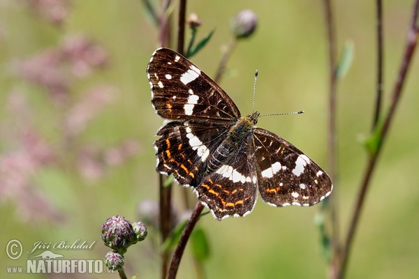 Landkärtchen (Araschnia levana levana f. prorsa)