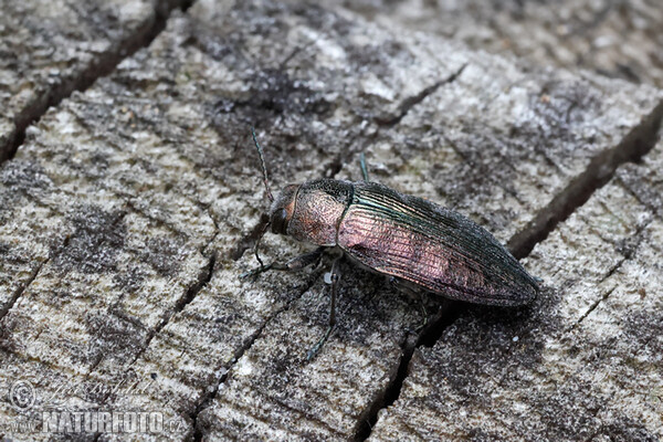 Ländlicher Prachtkäfer (Buprestis rustica)