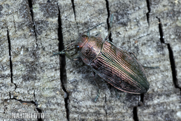 Ländlicher Prachtkäfer (Buprestis rustica)