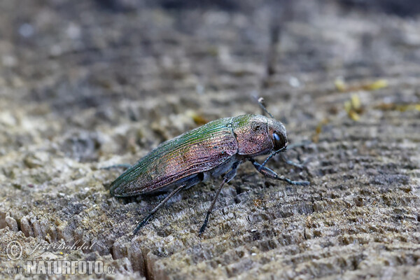 Ländlicher Prachtkäfer (Buprestis rustica)