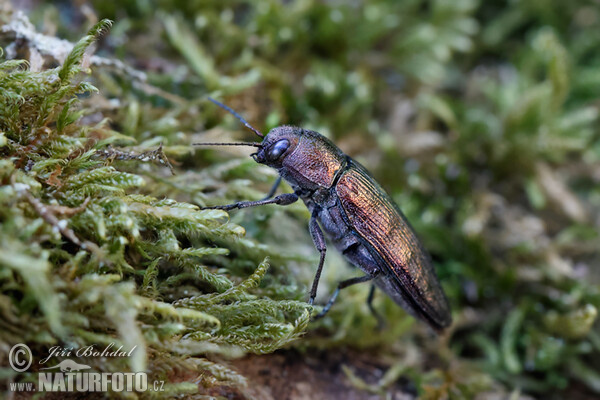 Ländlicher Prachtkäfer (Buprestis rustica)