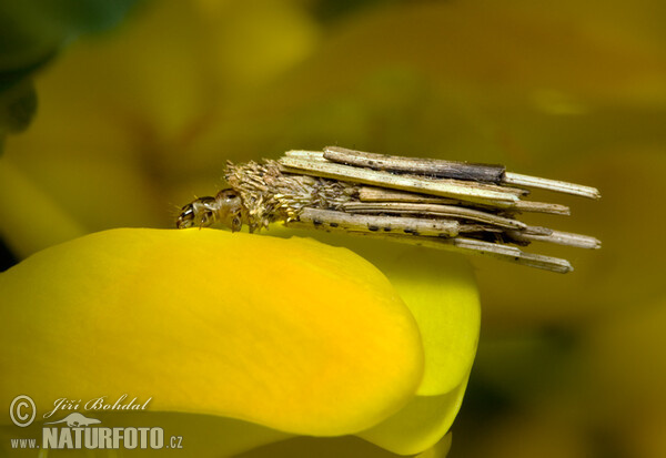 Larve (Psychidae sp.)