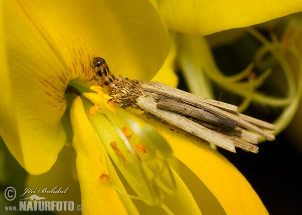 Larve (Psychidae sp.)