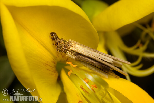 Larve (Psychidae sp.)