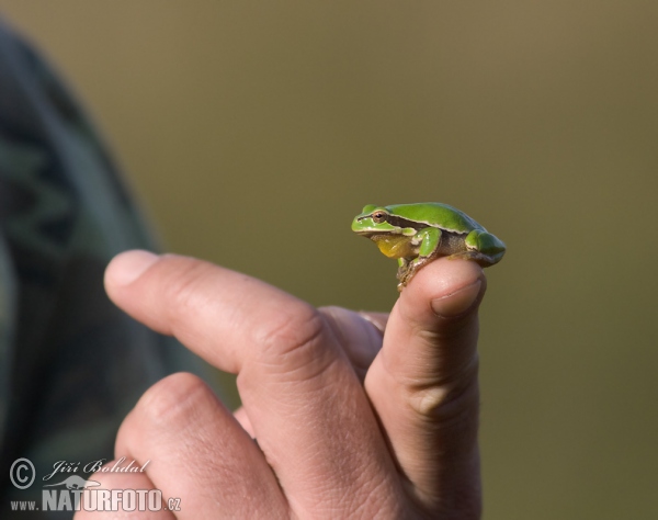 Laubfrosch (Hyla arborea)