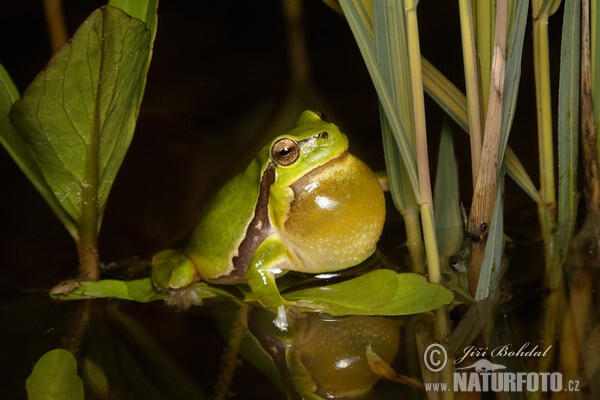 Laubfrosch (Hyla arborea)