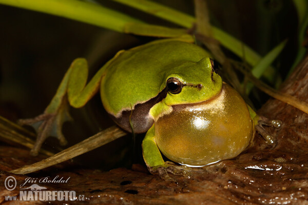 Laubfrosch (Hyla arborea)