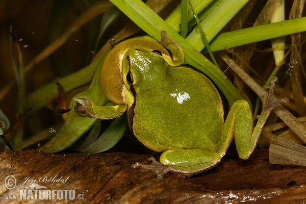 Laubfrosch (Hyla arborea)