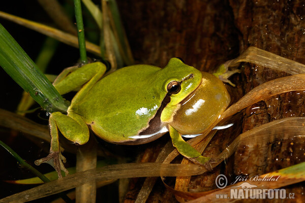 Laubfrosch (Hyla arborea)