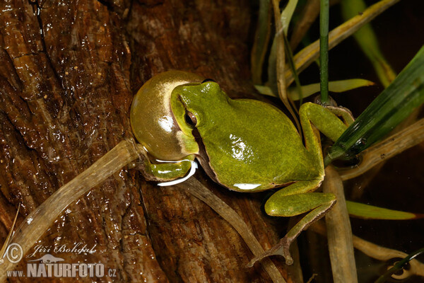 Laubfrosch (Hyla arborea)