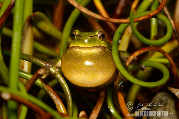 Laubfrosch (Hyla arborea)