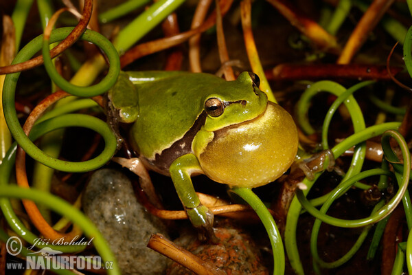 Laubfrosch (Hyla arborea)