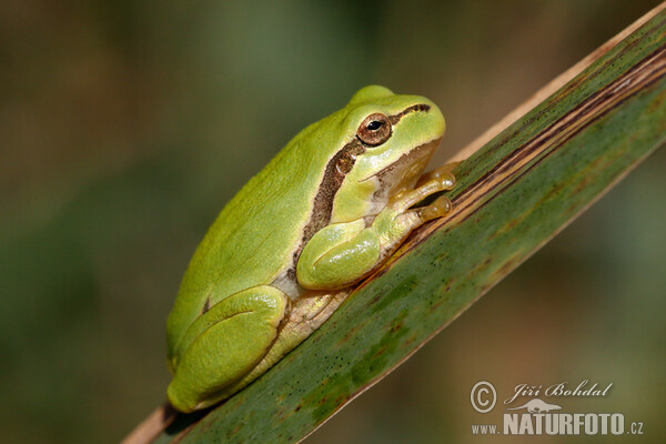 Laubfrosch (Hyla arborea)