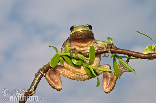 Laubfrosch (Hyla arborea)