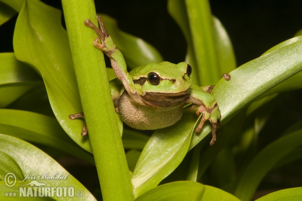 Laubfrosch (Hyla arborea)