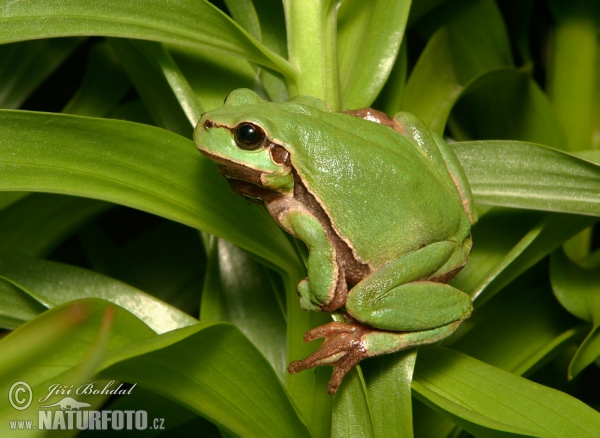 Laubfrosch (Hyla arborea)