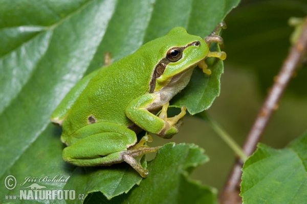 Laubfrosch (Hyla arborea)