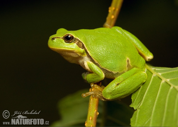 Laubfrosch (Hyla arborea)