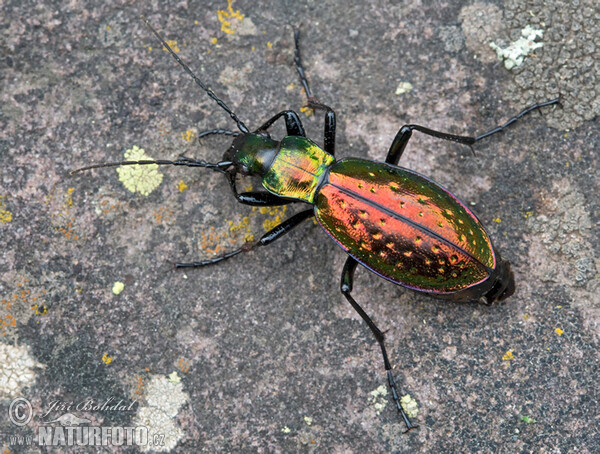 Laufkäfer (Carabus rutilans)