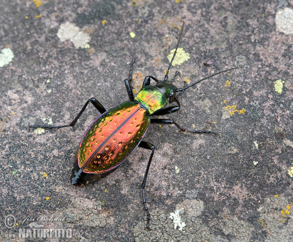 Laufkäfer (Carabus rutilans)